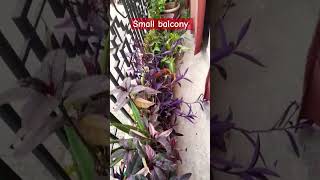 Small balcony set up with colorful plants  balcony idea  💡 😍 [upl. by Junko]