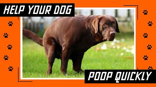 Home Remedies to Make Your Dog Poop Quickly That Actually Work [upl. by Eramat]