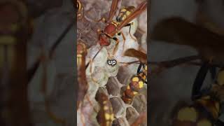 Whats Behind the BANGING Head of Hornet Larvae [upl. by Julietta]