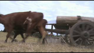 Bullock Team Demonstration [upl. by Ettolrahc]