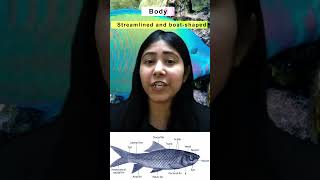 Characteristics of Superclass Pisces  Gnathostomata  Class 11  Biology  Adhyayanta [upl. by Enaht222]