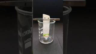 Separation of photosynthetic pigmentstime lapsepaper chromatography timelapse shortschlorophyll [upl. by Sabine]