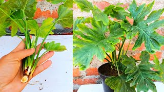 Philodendron propagation  How to propagate philodendron  easy and simple way to grow philodendron [upl. by Fitton]