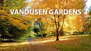 VanDusen Gardens virtual 4K autumn walk in Vancouver BC Canada [upl. by Bullis598]