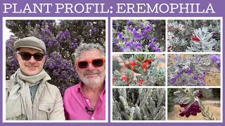 Plant profile Eremophila  12 amazing dry climate flowering shrubs [upl. by Ilan]