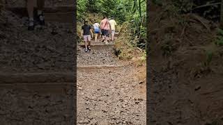 Steps on the Manoa Falls Trail shorts trails vacation [upl. by Charlot190]