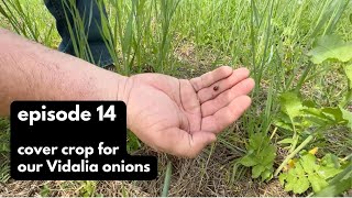 Episode 14 Visiting cover crop for future Vidalia onions [upl. by Retsae]