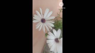 dimorphotheca flower  dimorphotheca flower plant flowerplant plant shortsvideo shorts [upl. by Estrin690]