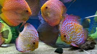 Discover bright colored freshwater fish Discus Symphysodon genus [upl. by Econah84]