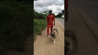 Large breed dogs 🐕 love strolling 🚶‍♂️ Mc Opti says so doglover dogs [upl. by Frasquito]