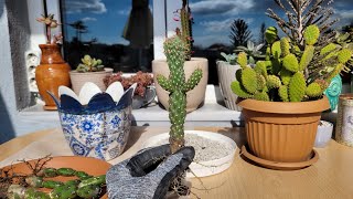 Ayşenurdan Aldığım Kaktüsün ve Opuntiaların Bakımı Cylindropuntia imbricata [upl. by Rekrap730]