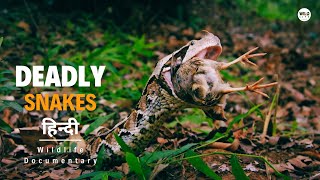 Deadly Snakes  Africa हिन्दी डॉक्यूमेंट्री  Wildlife documentary in Hindi [upl. by Valdas]