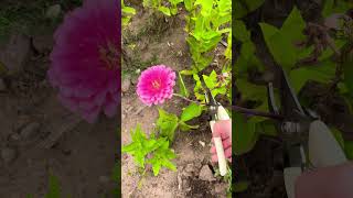 Flower picking at a flower farm❤️❤️❤️❤️ [upl. by Lilah]