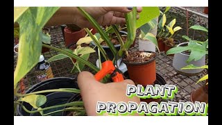 Propagating Variegated Domesticum Monstera Aurea amp Melanochrysum [upl. by Garreth327]