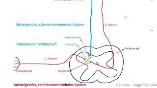 Patho Physiologie Schmerz  Schmerzarten Grundzüge der Therapie Nozizeptor TRPV1 [upl. by Eceinhoj]