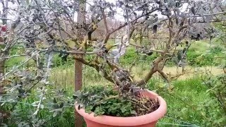 PIANTE DI OLIVO BONSAI [upl. by Avitzur]