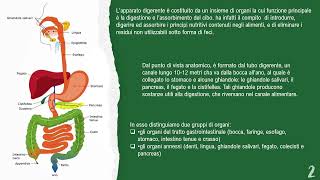 APPARATO DIGERENTE 1° PARTE [upl. by Sallyann863]