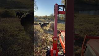 How I roll out the chuck wagon brangus cow cattle ranch hay kubota shortsfeed animals [upl. by Anilegnave170]