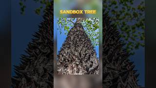 दुनिया का सबसे खतरनाक पेड़ 🤯 Sandbox Tree 🌲Factico [upl. by Forrest]