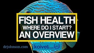 Koi and Pond Health Overview  Orientation [upl. by Aneeuqal]