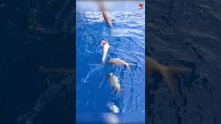 Deep Sea Fishing for Rosy Snapper fishing fishingvideo oceanfishing [upl. by Afra]