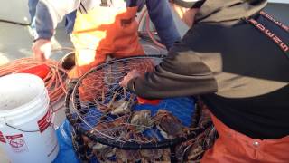 Dungeness Crab fishing on the Reel Steel out of Woodley Island [upl. by Gnirps]