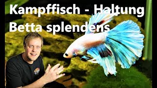 Kampffisch  Betta splendens  Haltung der Hochzuchtform [upl. by Vandervelde291]