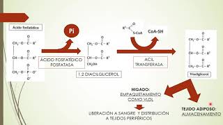 Seminario Lípidos1 Lipogénesis [upl. by Robena]