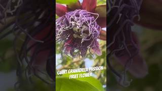 Giant Granadilla Passion Fruit tropicalfruits [upl. by Festa]