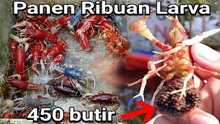 Panen Lobster Hias Air Tawar  Lobster Hias Clarkii Ghost [upl. by Blatman]