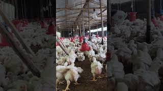 27 days poultry tranding chicken [upl. by Vonny]