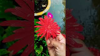 garden flower plant greenthumblife gardenplants flowers gardenliving gardenplant littlelife [upl. by Etnoed]