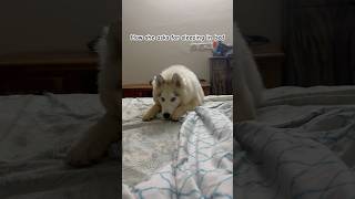 Dog asking to sleep in bed politely 🥹husky pets dog siberianhusky cute puppy [upl. by Sulecram445]