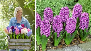 How to Plant Bedding Hyacinths Spring Garden Guide [upl. by Desmund]