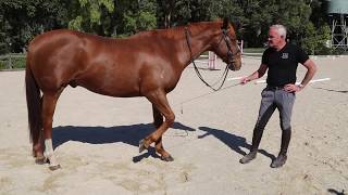 Using the whip in horse training with Andrew McLean [upl. by Blader428]