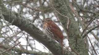 Fox Sparrow singing [upl. by Rothberg]