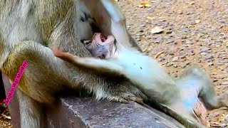 Pitiful little baby monkey falling upside down and trying very hard to hug mom [upl. by Nishom43]