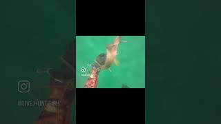 Speared a nice hogfish hogfishsharkfishingfreedivingspearfishingdivingspearfishingflorida [upl. by Aroved]