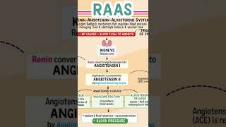 RAAS system Renin Angiotensin converting enzyme [upl. by Boot]