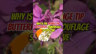 Why is the orange tip butterfly camouflage so effective viralvideo thewwinsight shortvideo [upl. by Puttergill]