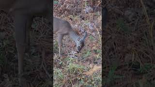 Young spike buck enjoying his morning younganddumb deer publiclandhunting nationalforest [upl. by Niraa]