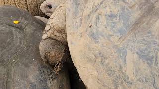 Giant tortoises delicately squeezing out of tight spaces [upl. by Cash]