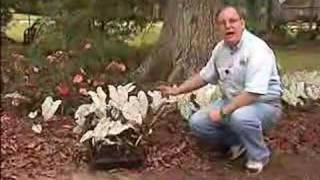 Horticulturist offers tips about caladium care [upl. by Novyad]