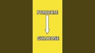 Gluconeogenesis Trick to learn gluconeogenesis pyruvate glycolysis pharmacy pharma pharmacist [upl. by Atirat]