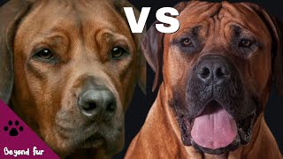 Rhodesian Ridgeback vs BoerboelLion Hunter Dogs [upl. by Ak]