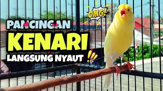 Pancingan Suara Burung Kenari Gacor  Ampuh Rangsang Kenari Cepat Bunyi [upl. by Jefferson]