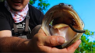 Fishing A Farm Pond LOADED W BIG Fish [upl. by Ailiec704]