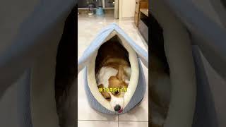 Dogs are burrowing animals They like to sleep in semienclosed dens that provide warmth and sec [upl. by Wicks]