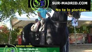 240911 Día del Caballo en Villaviciosa de Odón [upl. by Halas]