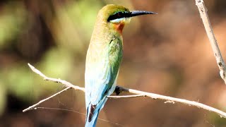 Blue tailed bee eater bird [upl. by Bubalo]